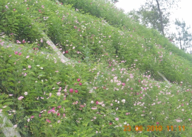 湖北十堰到甘肅天水高速公路陜西省安康段恒?？屯羾姴C噴播綠化效果