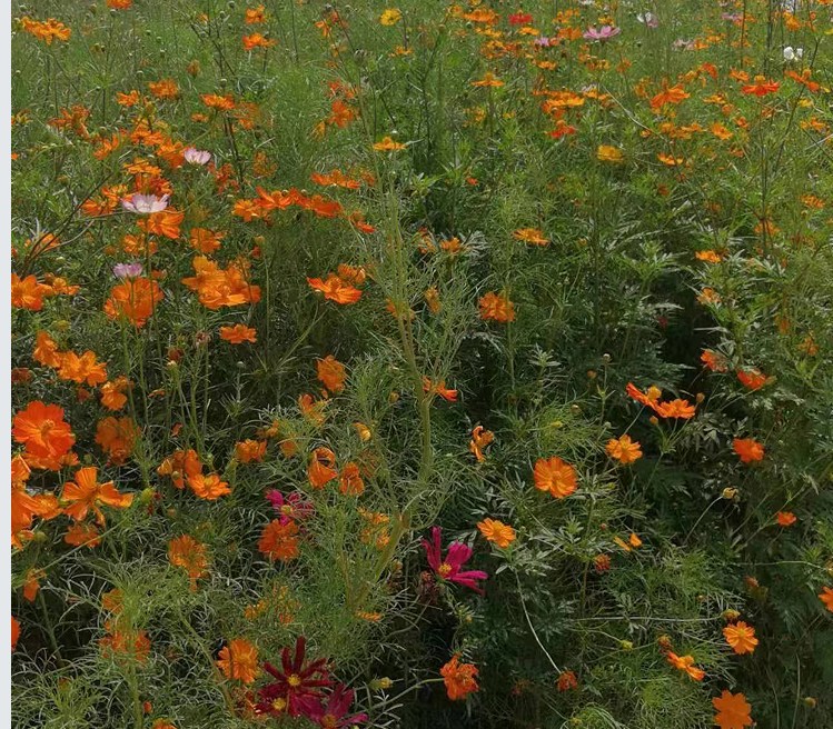 恒睿噴播綠化草種 恒睿噴播綠化草種